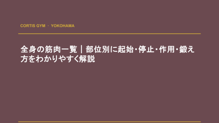 全身の筋肉一覧｜部位別に起始・停止・作用・鍛え方をわかりやすく解説 | cortisパーソナルジム